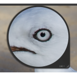 1327152300.png