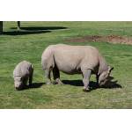 1443748932.jpg